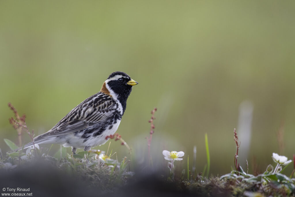 Lapland Longspur male adult breeding, identification, aspect, pigmentation, walking