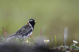 Lapland Longspur