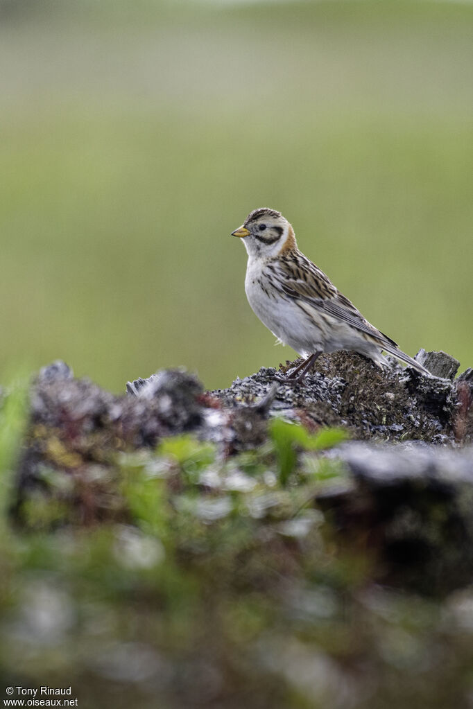 Lapland Longspur female adult, identification, aspect, pigmentation, walking