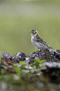 Lapland Longspur