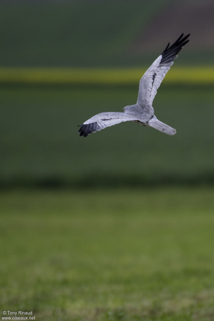 Montagu's Harrier male adult, identification, aspect, Flight