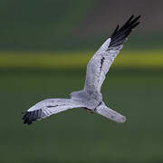 Montagu's Harrier