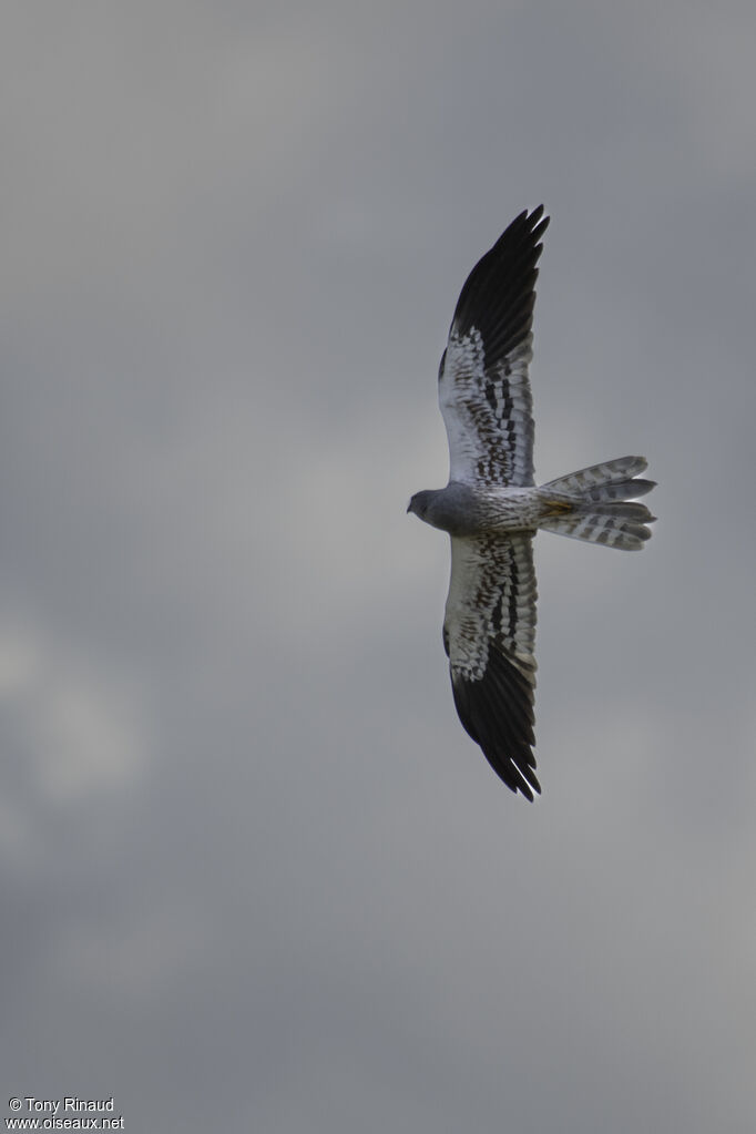 Montagu's Harrier male adult, identification, aspect, Flight