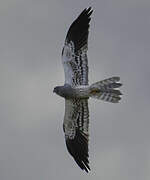 Montagu's Harrier