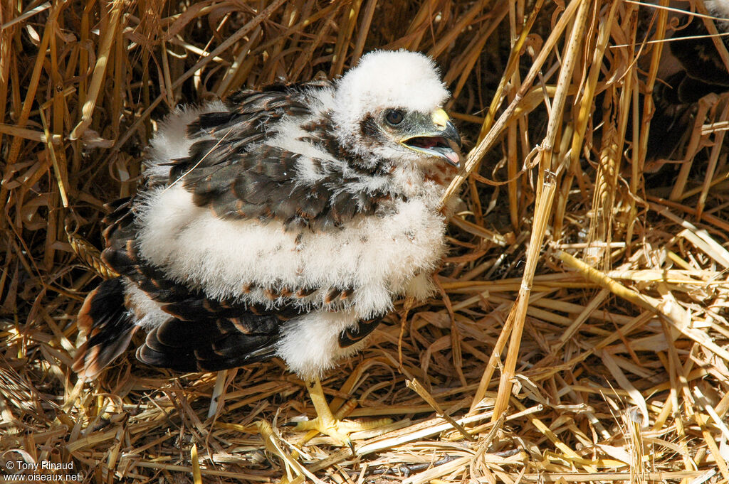 Montagu's HarrierPoussin, identification, moulting, aspect, pigmentation, walking, Reproduction-nesting