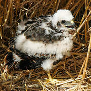 Montagu's Harrier