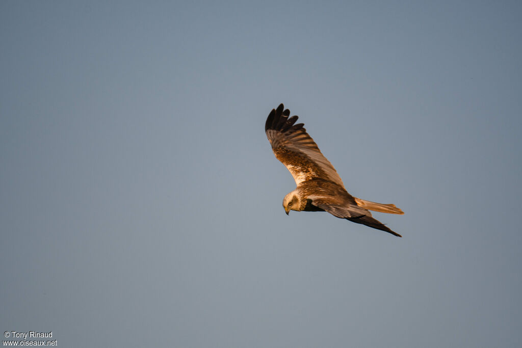 Western Marsh Harrier male Second year, identification, aspect, Flight