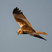 Western Marsh Harrier