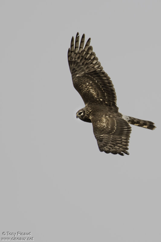 Hen Harrier female adult, identification, aspect, Flight