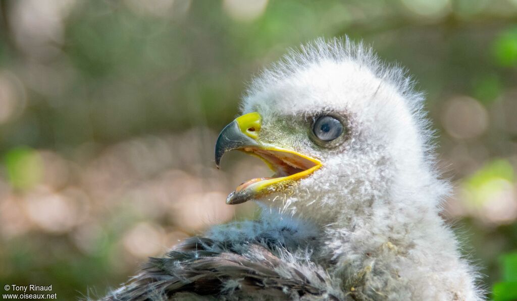 Common Buzzardjuvenile, close-up portrait, moulting, aspect, pigmentation