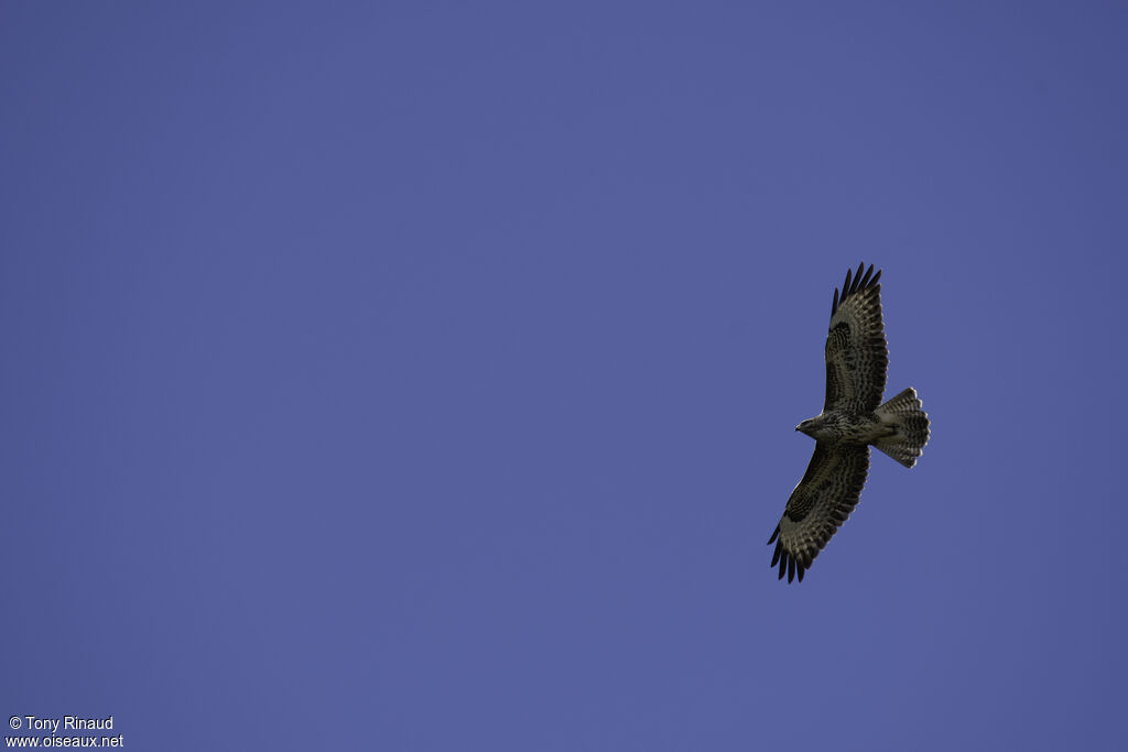 Common Buzzard, aspect, pigmentation, Flight