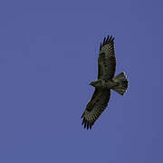 Common Buzzard