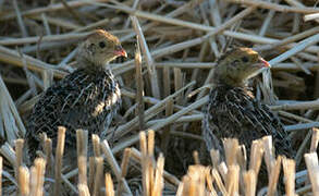 Common Quail