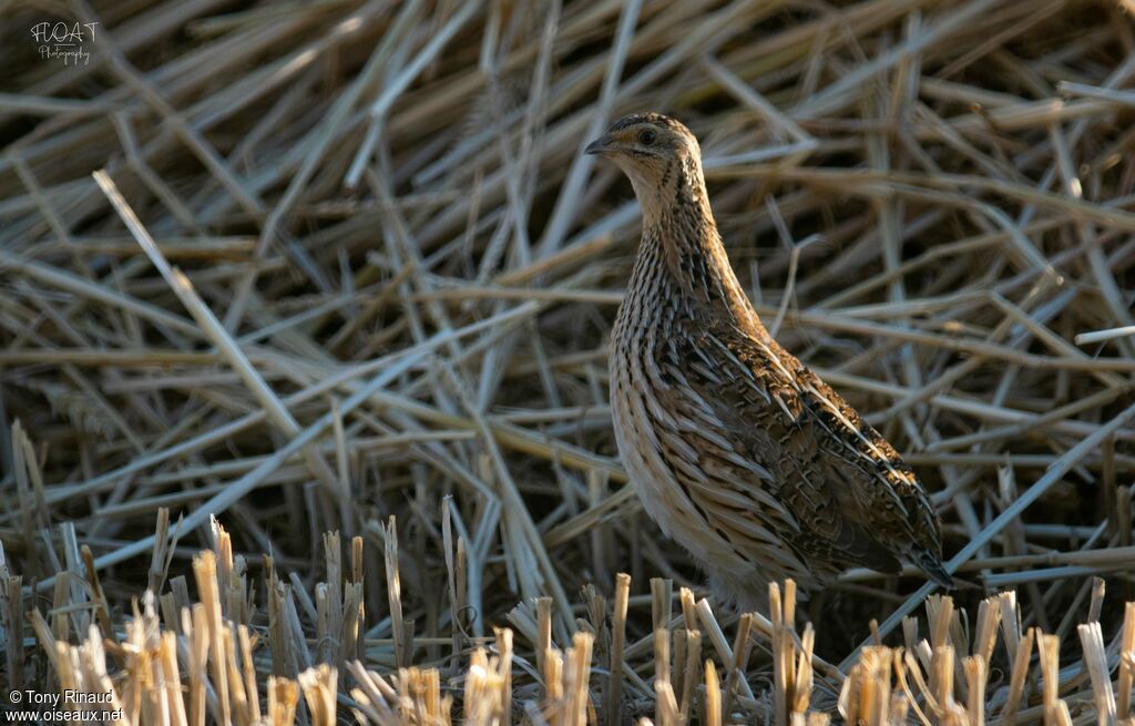 Caille des blés femelle adulte, identification, composition, camouflage, pigmentation, marche