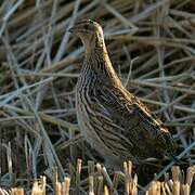 Common Quail