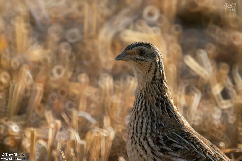 Common Quail female adult, close-up portrait, pigmentation, walking