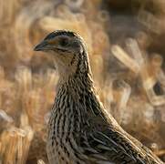 Common Quail