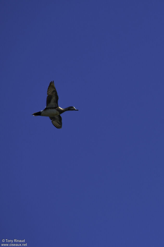 American Wigeonadult breeding, aspect, pigmentation, Flight