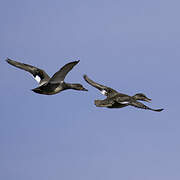 Gadwall