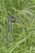 Northern Pintail