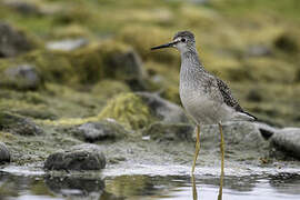 Lesser Yellowlegs