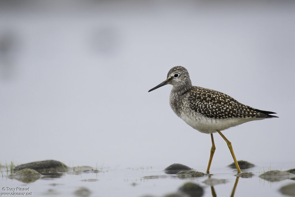 Lesser Yellowlegs, identification, aspect, pigmentation, walking