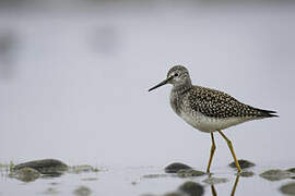 Lesser Yellowlegs