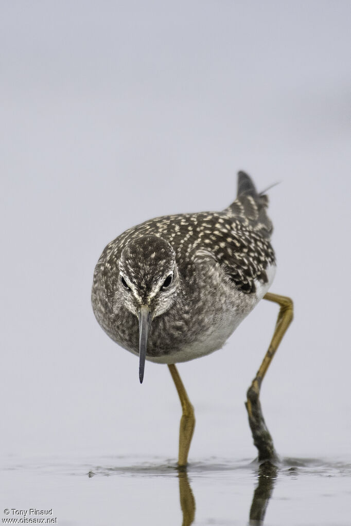 Lesser Yellowlegs, identification, aspect, pigmentation, walking, fishing/hunting