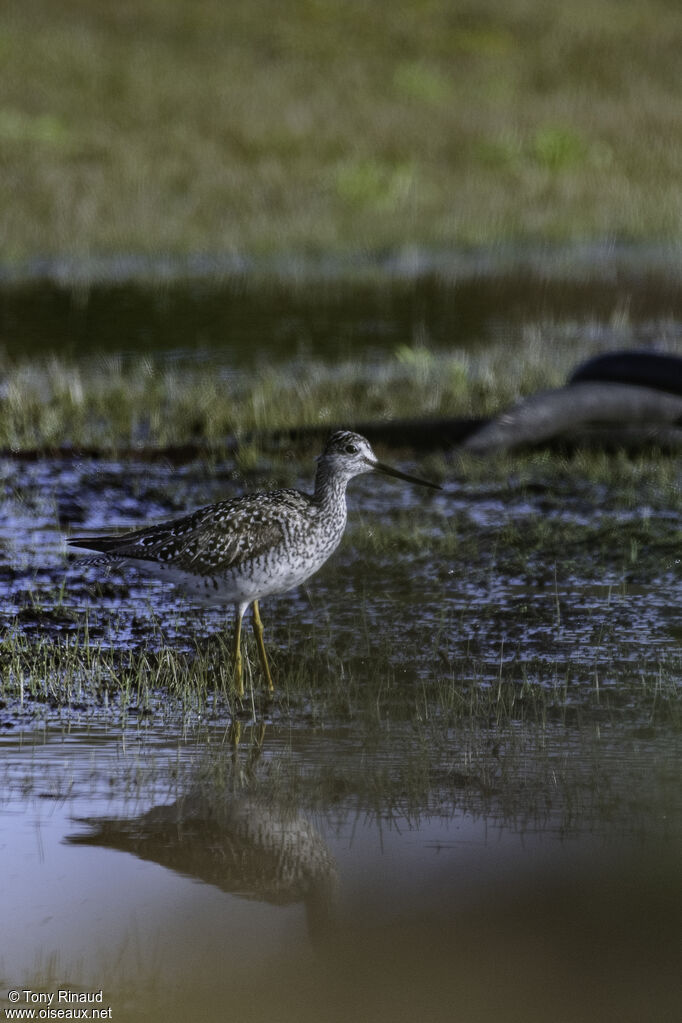 Greater Yellowlegsadult breeding, identification, aspect, walking