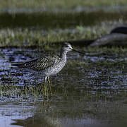 Greater Yellowlegs