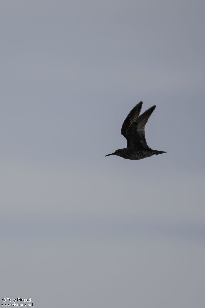 Wandering Tattler