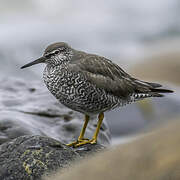 Wandering Tattler