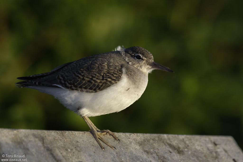 Spotted Sandpiperjuvenile, identification, aspect, walking