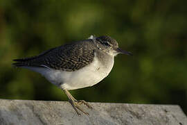 Spotted Sandpiper