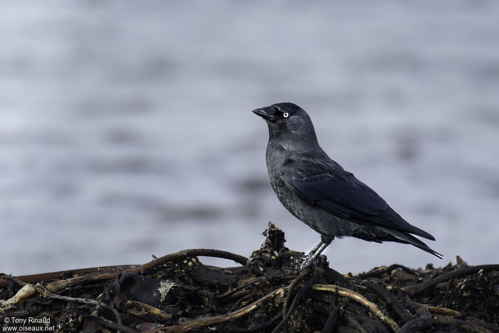 Western Jackdawadult, identification, aspect, walking