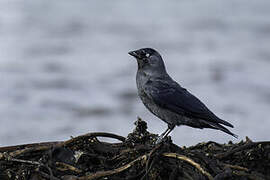 Western Jackdaw