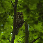 Tawny Owl