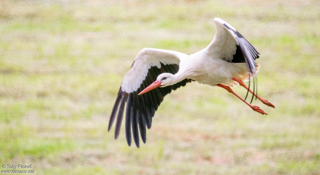 Cigogne blancheadulte, composition, Vol