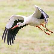 White Stork