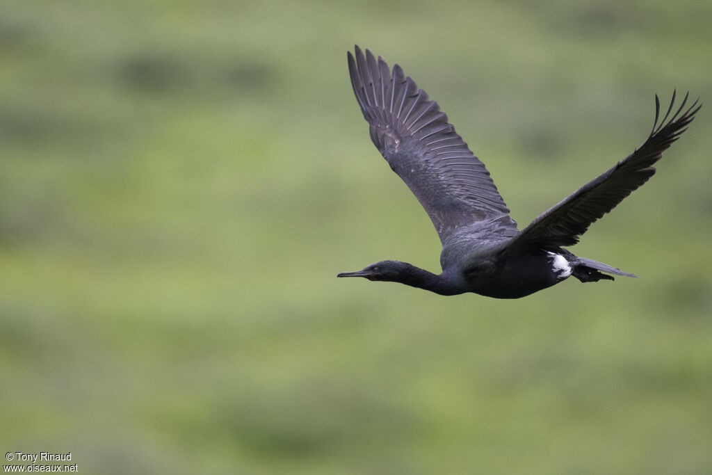 Pelagic Cormorantadult breeding, aspect, Flight