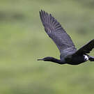 Cormoran pélagique