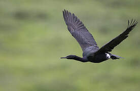 Pelagic Cormorant