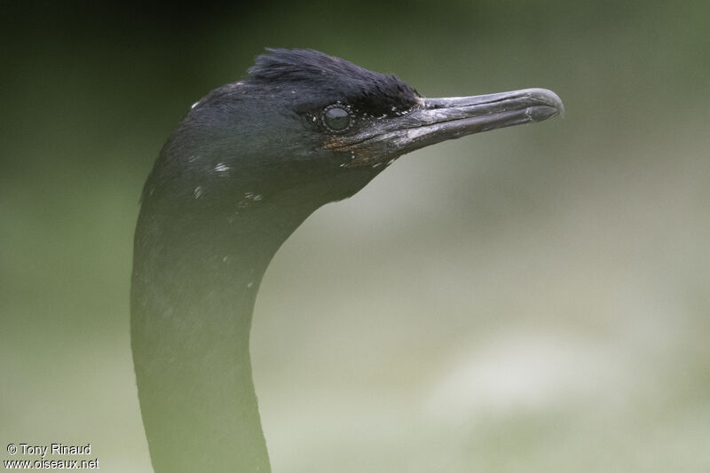Pelagic Cormorant male adult breeding, close-up portrait, aspect, pigmentation, walking