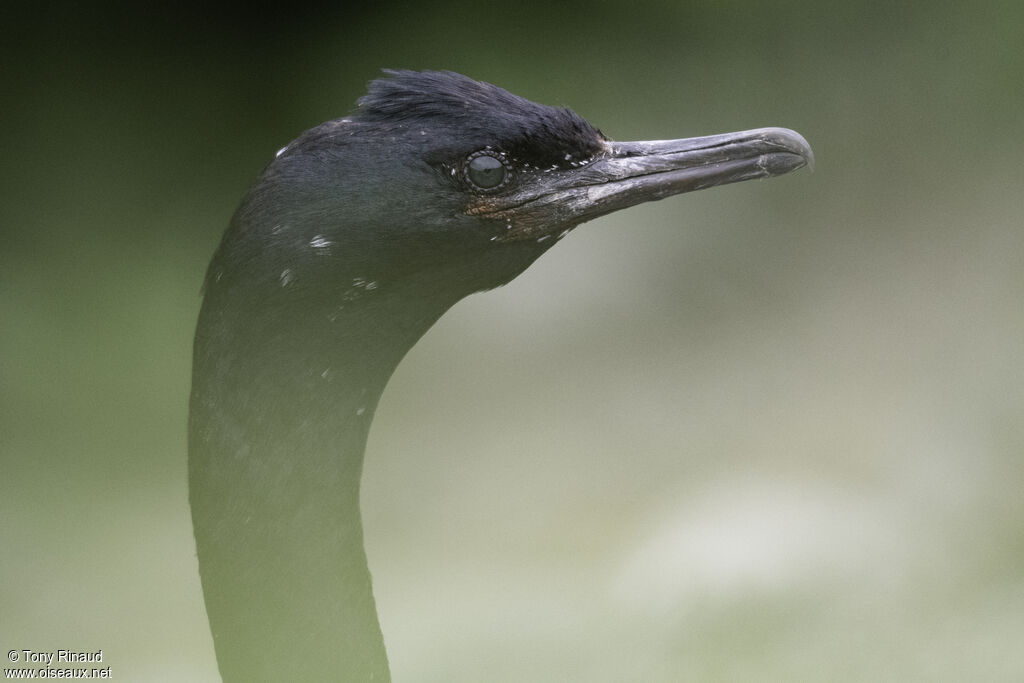 Cormoran pélagique mâle adulte nuptial, portrait, composition, pigmentation, marche