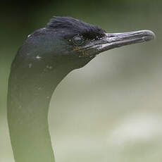 Cormoran pélagique