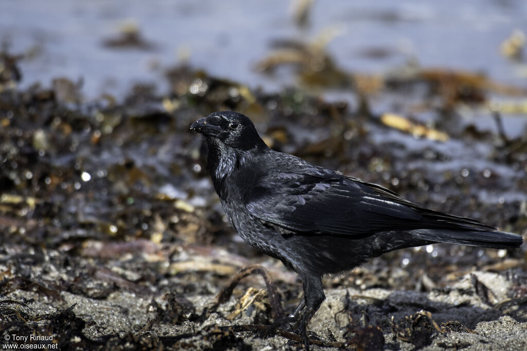Carrion Crowadult, identification, aspect, walking