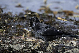 Carrion Crow