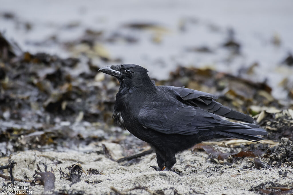 Carrion Crowadult, identification, aspect, walking