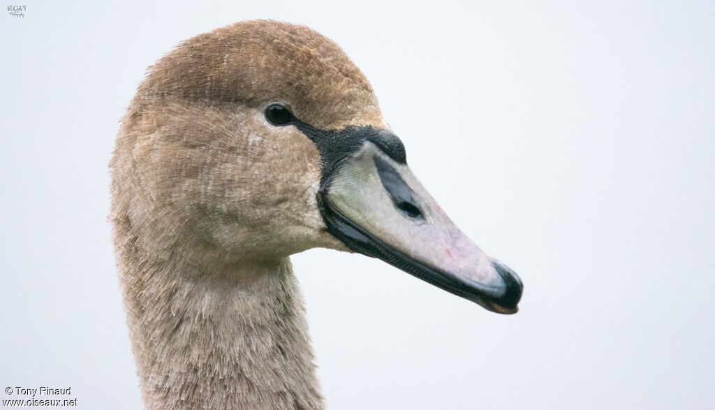 Cygne tuberculéimmature, portrait, composition, pigmentation, nage