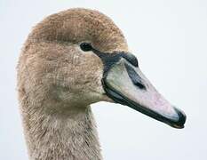 Mute Swan